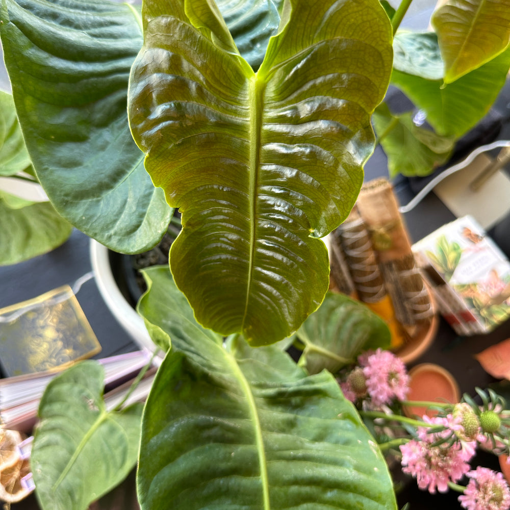 5 Benefits to Cleaning Your Houseplants