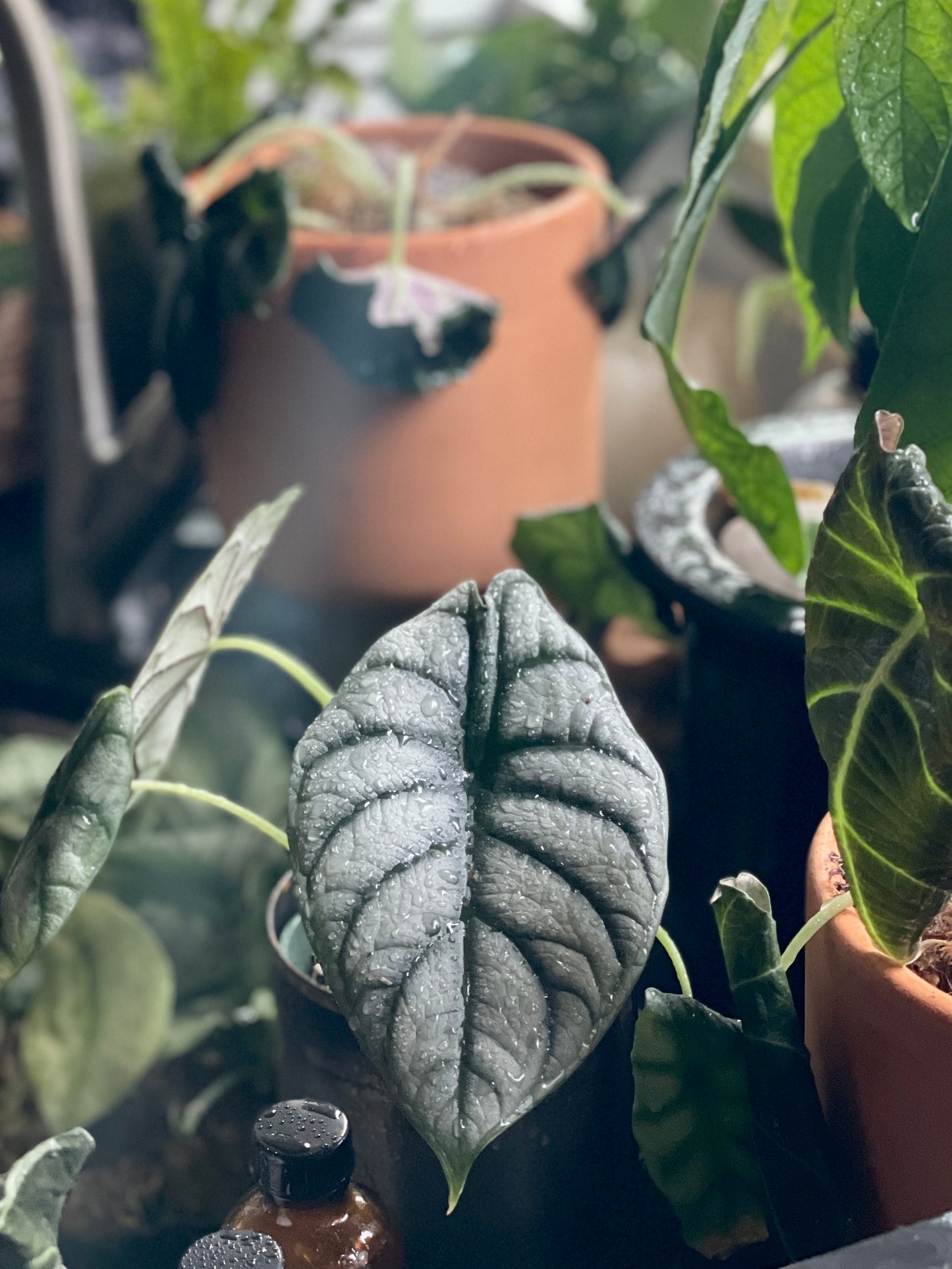 Growing & Caring for Alocasia