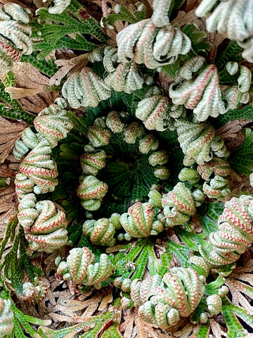 Resurrection Plant, Rose of Jericho, Selaginella lepidophylla
