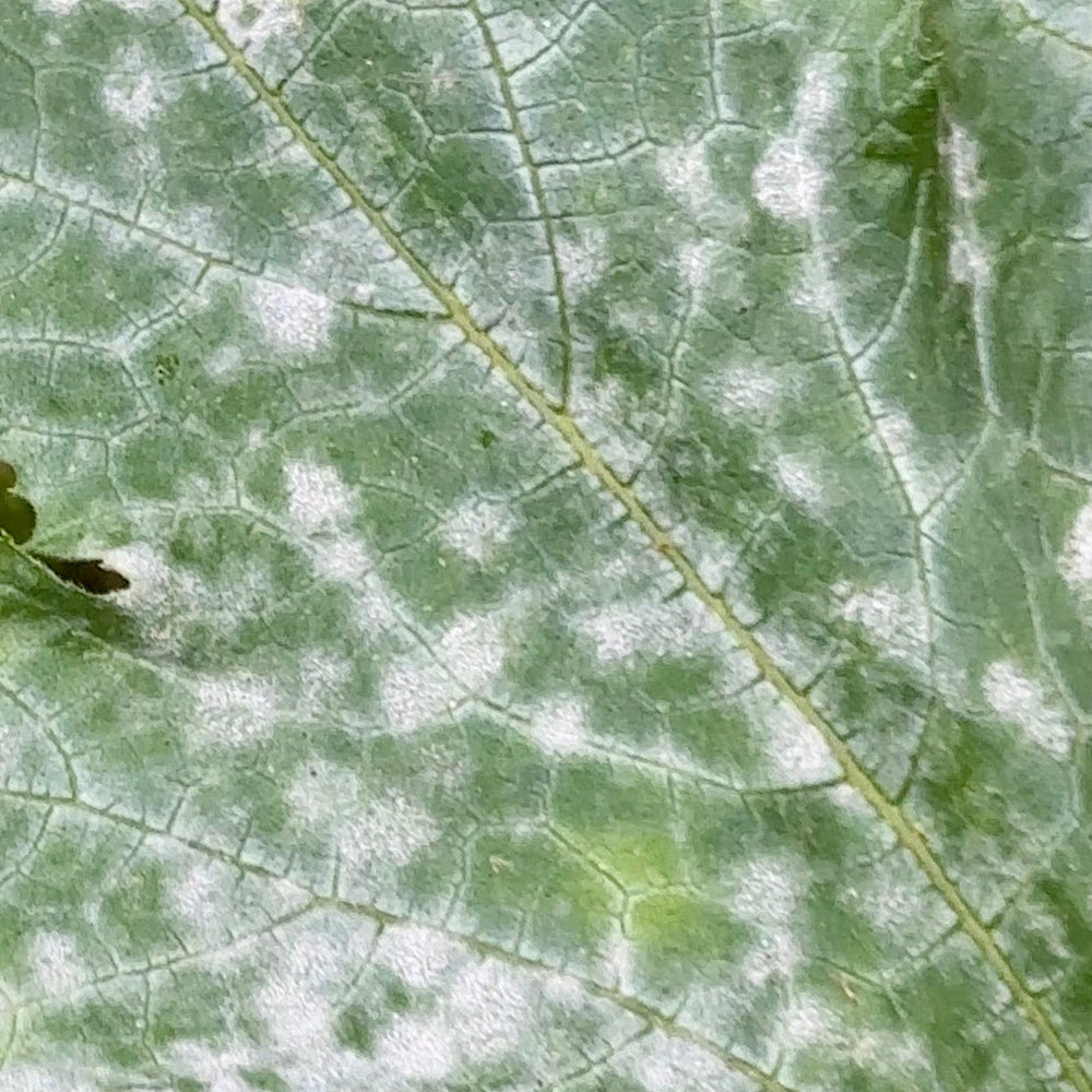 How to Naturally Treat Powdery Mildew:  Houseplants and Garden