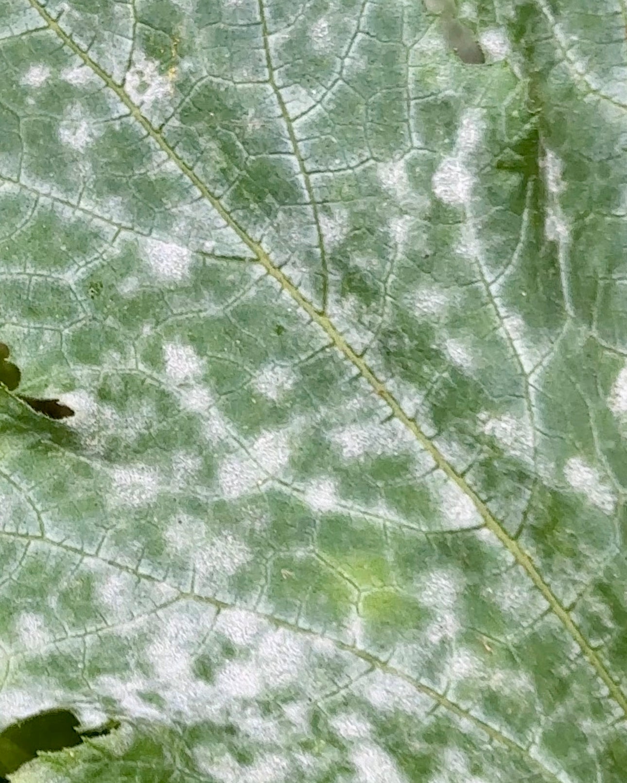 How to Naturally Treat Powdery Mildew:  Houseplants and Garden
