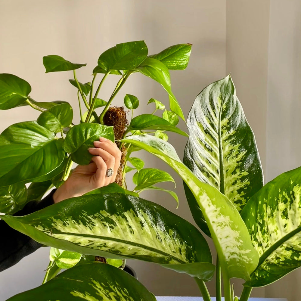 Create a Sacred Plant Ritual