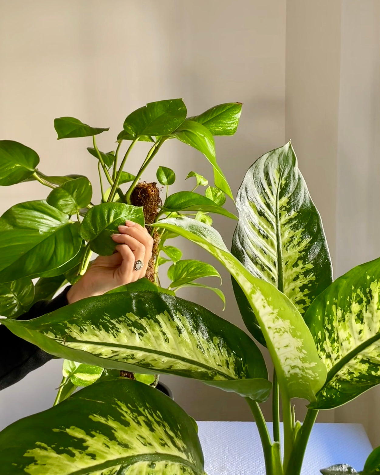 Create a Sacred Plant Ritual