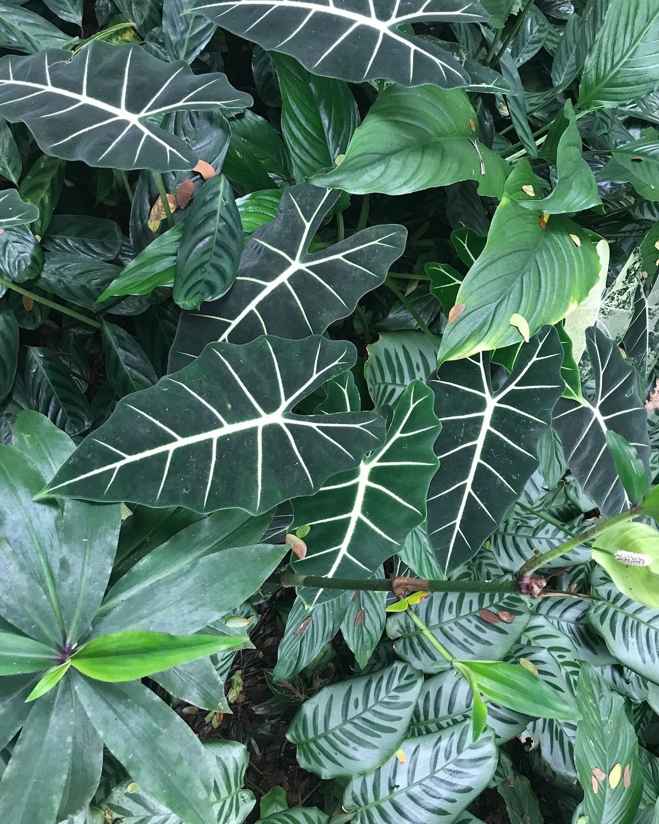 growing alocasia