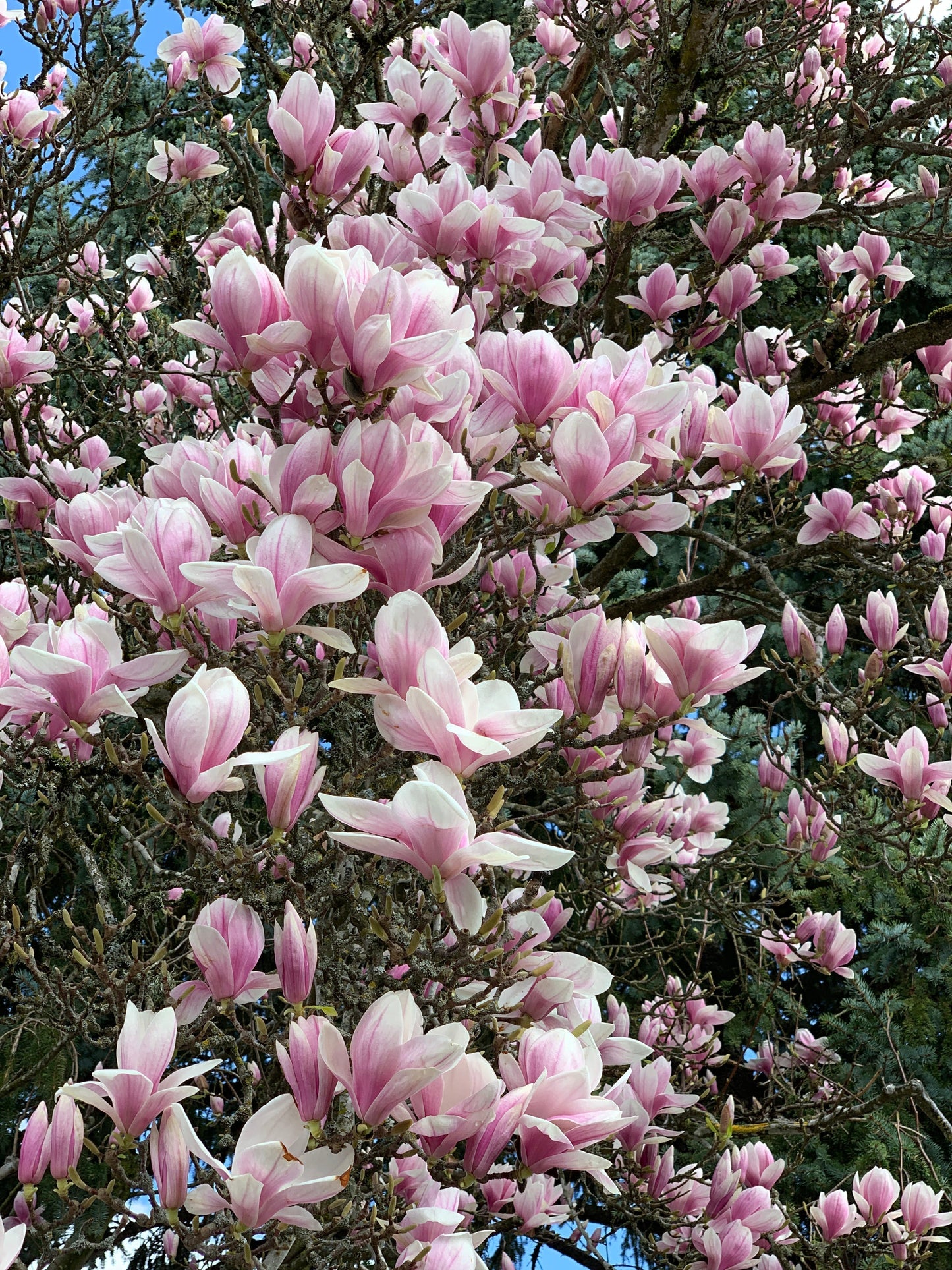 Magnolia: 3 ways to enjoy the petals of this ancient tree