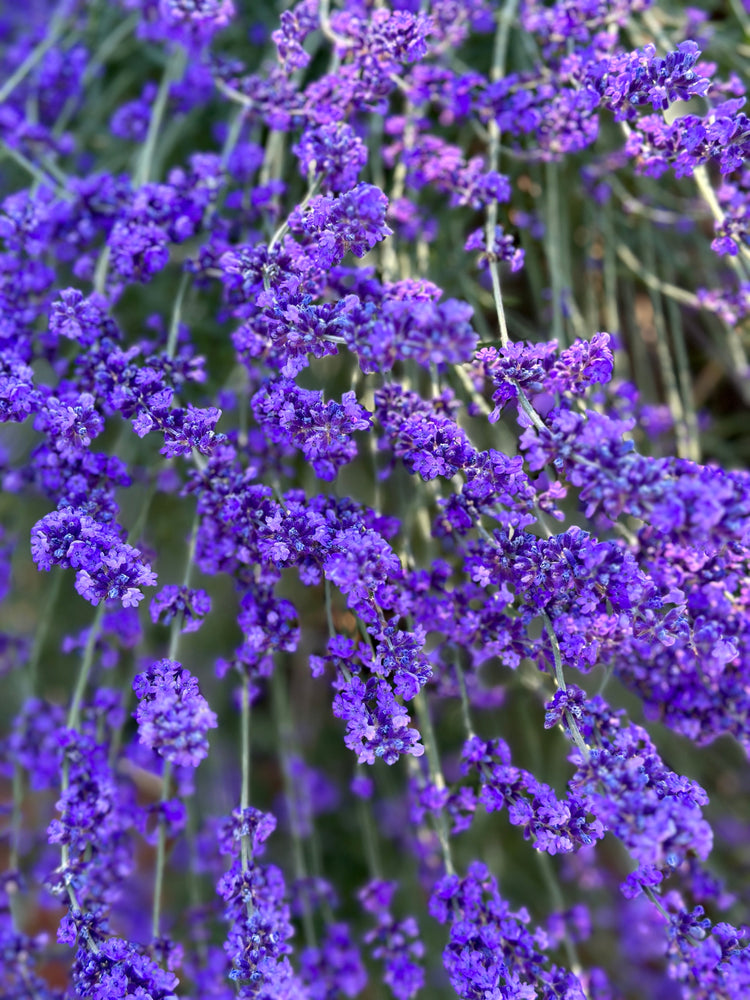 plants and herbs and aromas that protect and heal