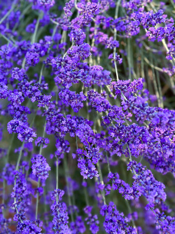 Aroma and Scents: Understanding Botanical Terpenes