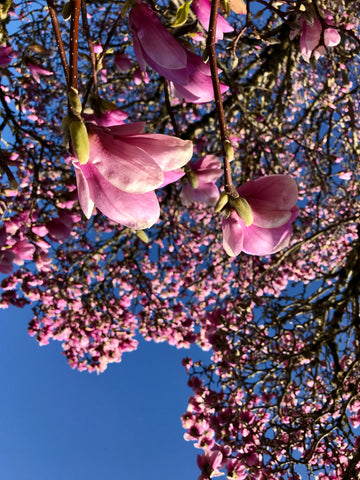 Wild Food, Magnolias