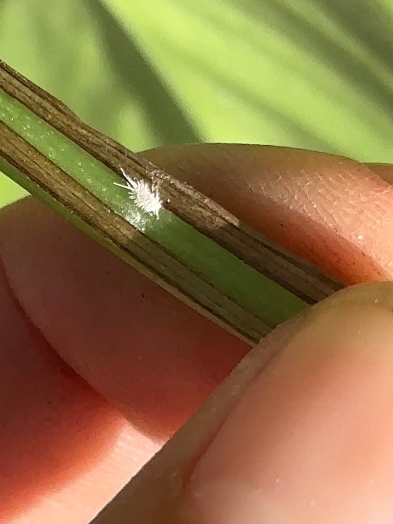 Get rid of Mealybugs, naturally