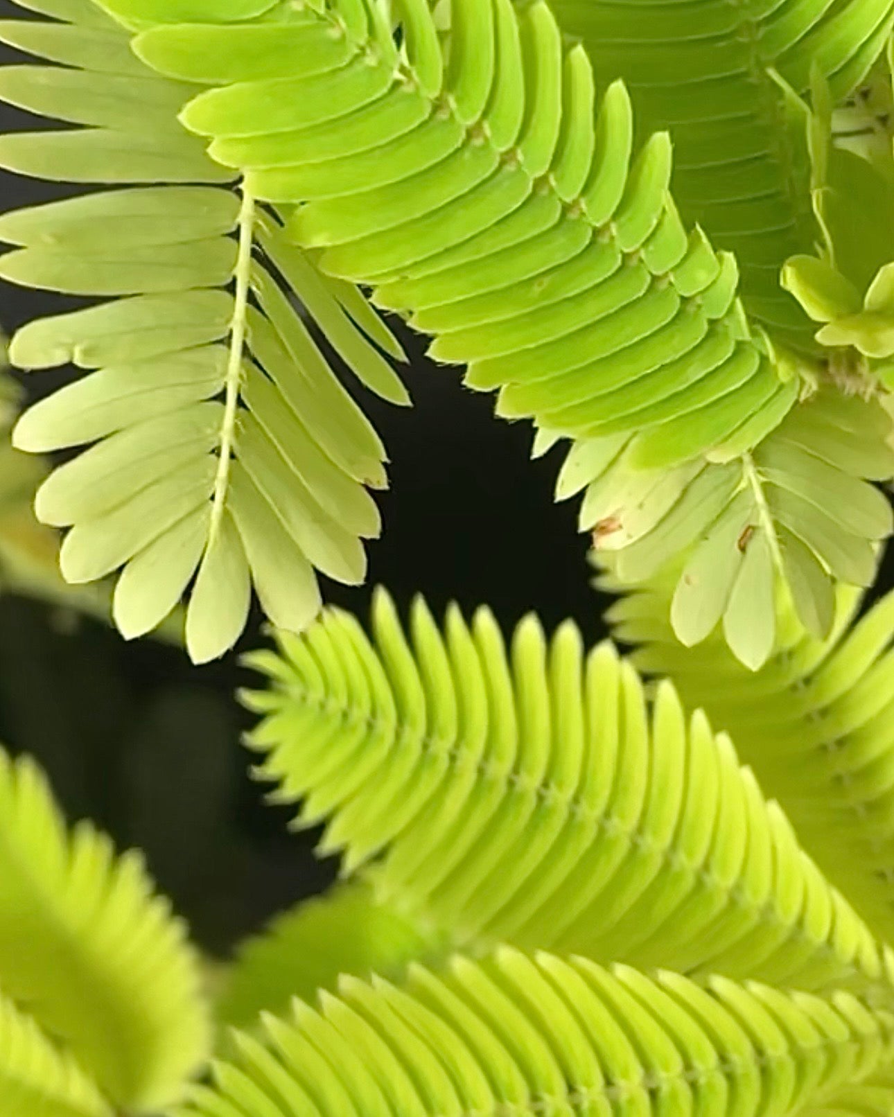 Plants Remember!