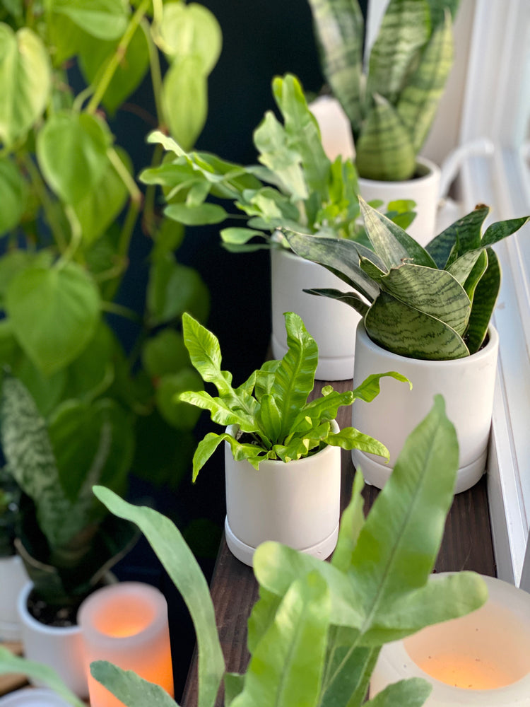 five signs your plant needs more light 