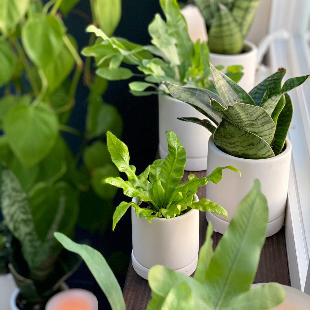 five signs your plant needs more light 