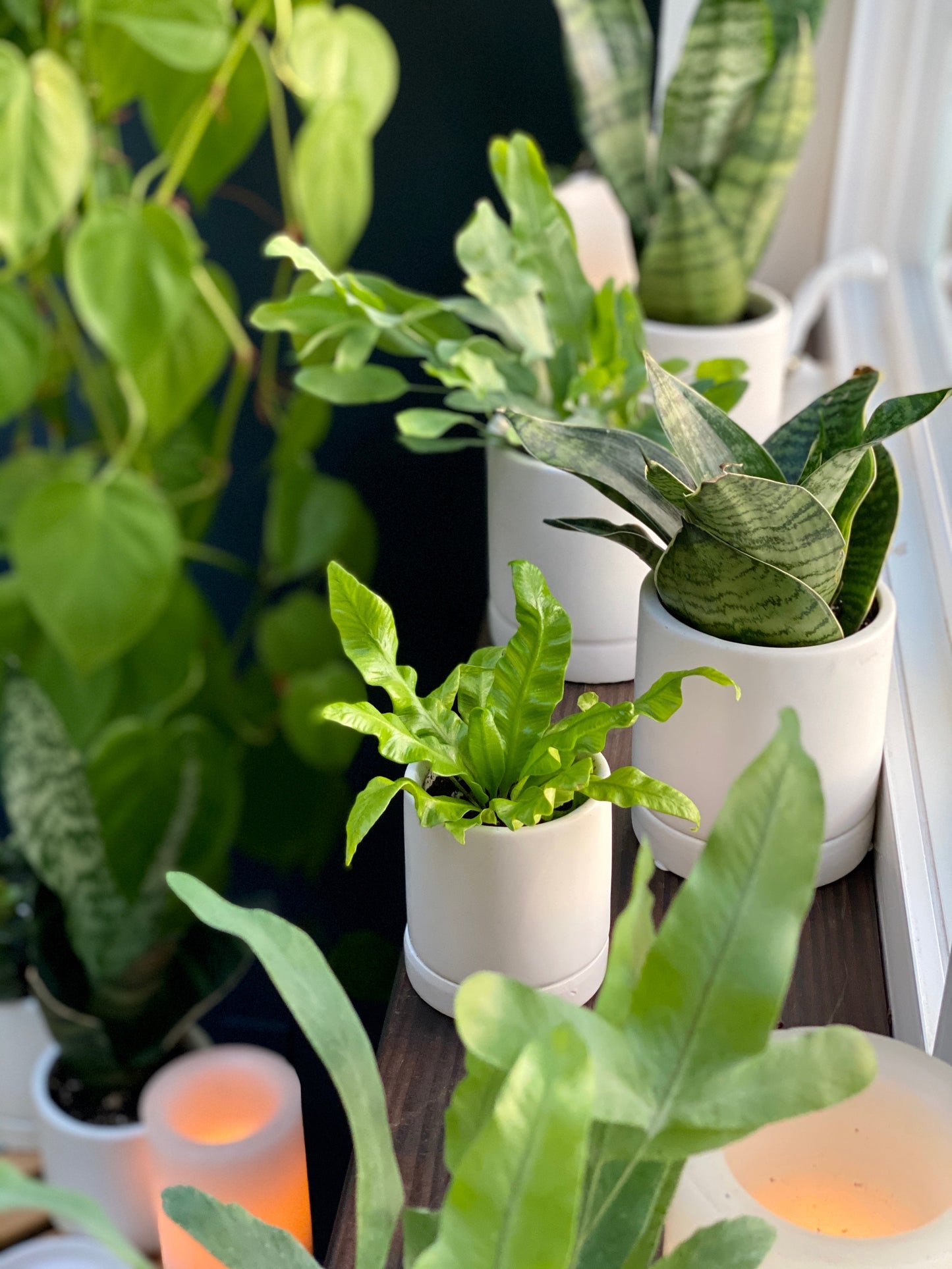 five signs your plant needs more light 