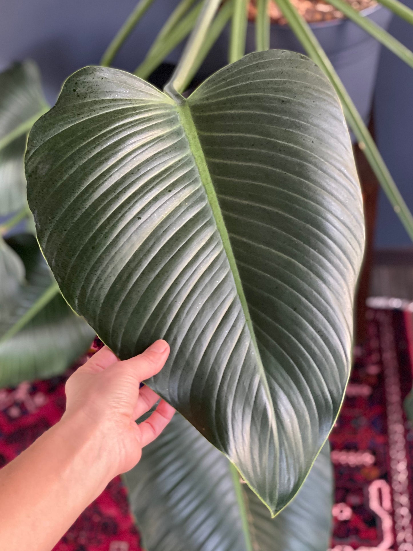 plants have immune systems health leaf 
