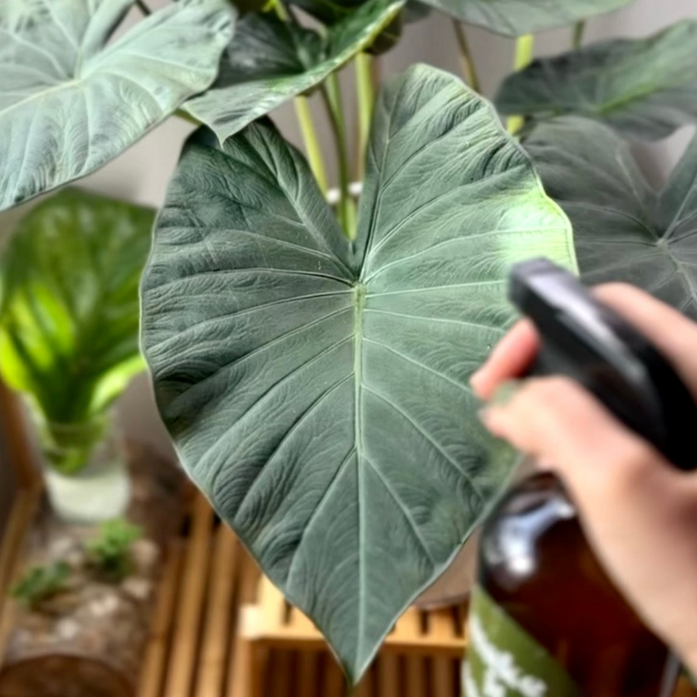 keeping houseplants and garden hydrated and cool during the heat and summer
