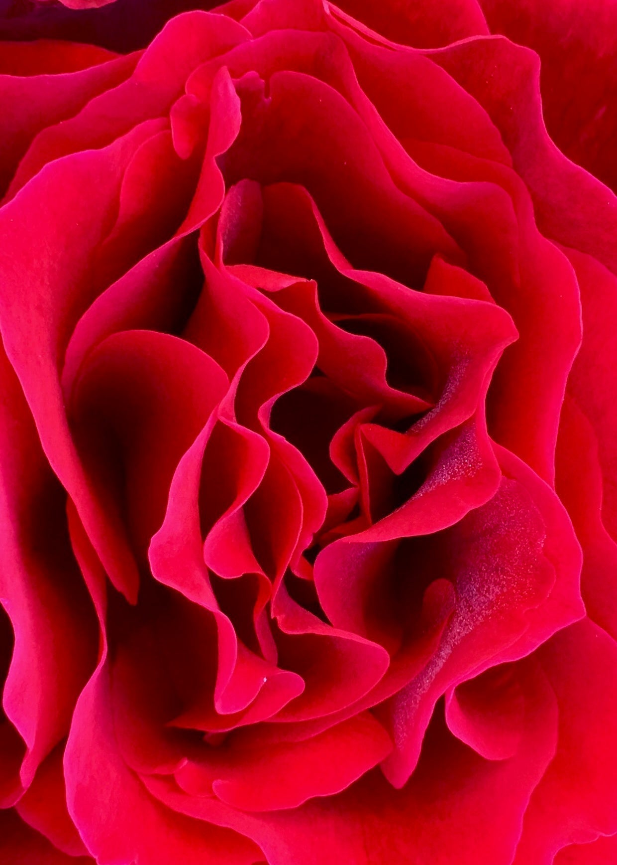 roses are natural aphrodisiac love valentines garden grow