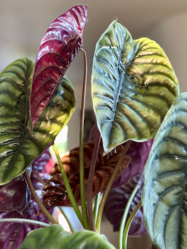 Everything you need to know about growing Alocasia