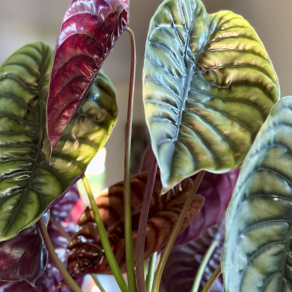 Everything you need to know about growing Alocasia