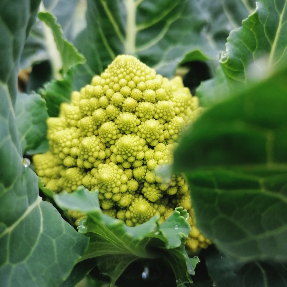 Seed Growing Guide: Planting, Harvest & Storage- Brassicas
