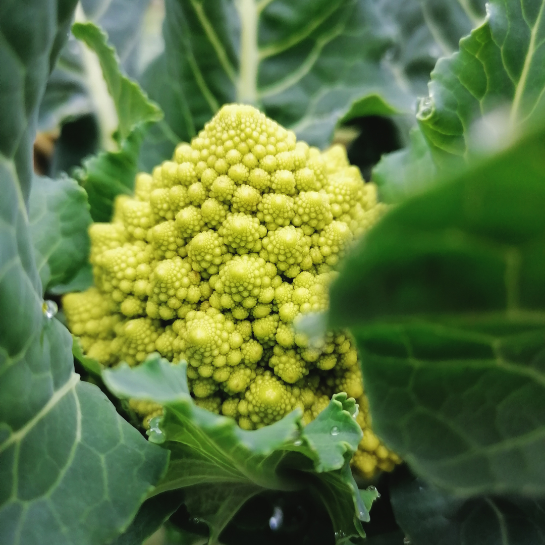 Seed Growing Guide: Planting, Harvest & Storage- Brassicas
