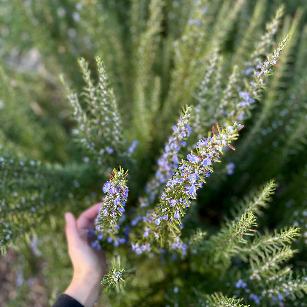 6 herbs that repel bugs, scents that naturally repel insects Peppermint, Lavender, Yarrow, Basil, Lemon Verbena, and Rosemary