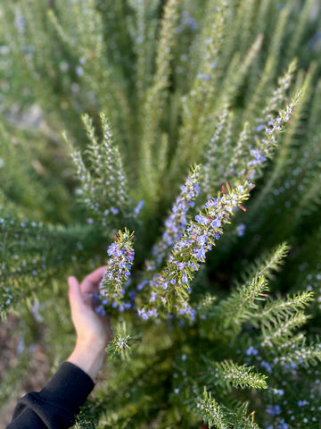 Scents that repel mosquitos, flies and unwanted insects, naturally
