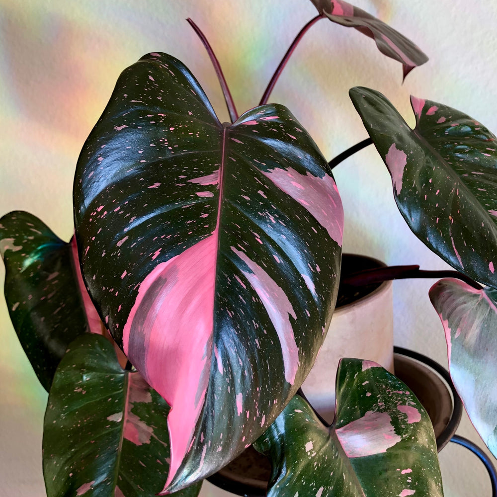 Glowing Pink Princess Philodendron is fully recovered from scale