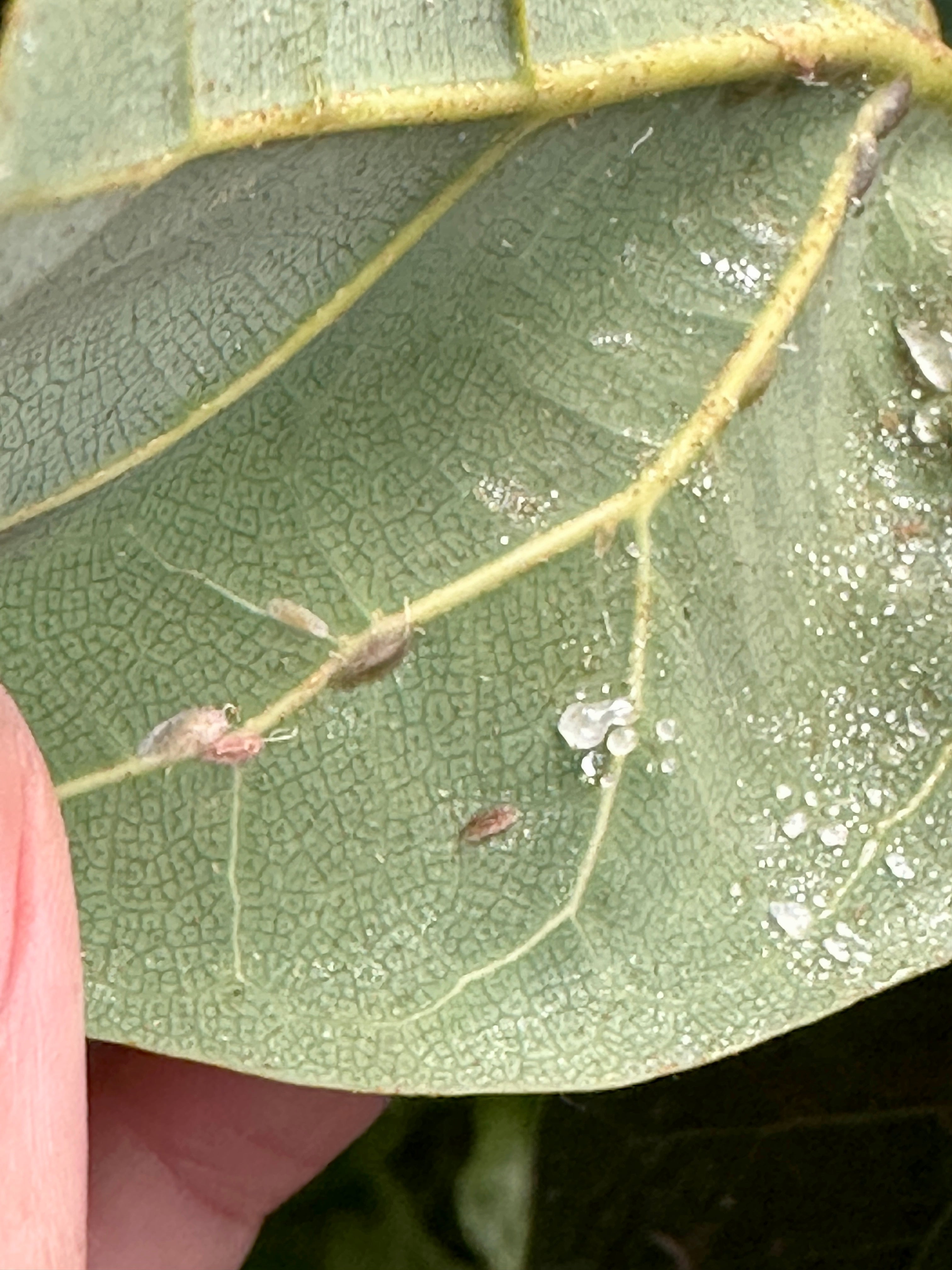 How to save your plants from scale infestation – Sacred Elements