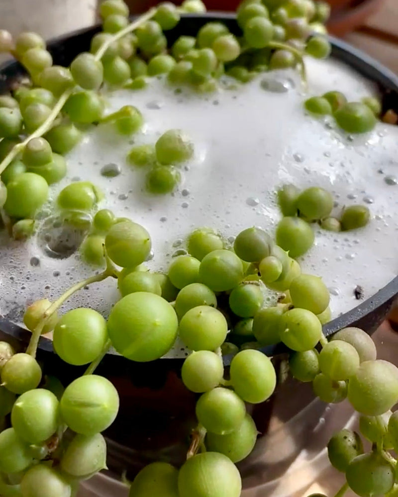 Saponins for your Houseplants and Garden