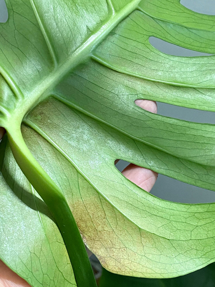 philodendron yellow violin Philodendron Yellow Violin – Gipsygarden main image 0