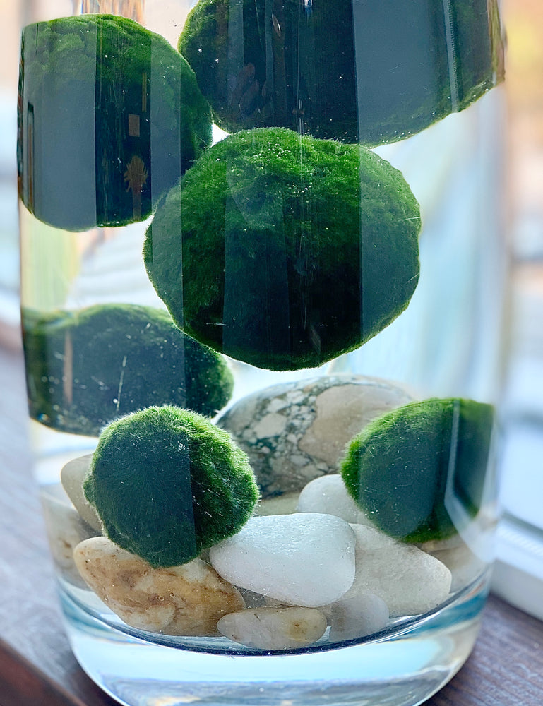 Why do Marimo sink and float?