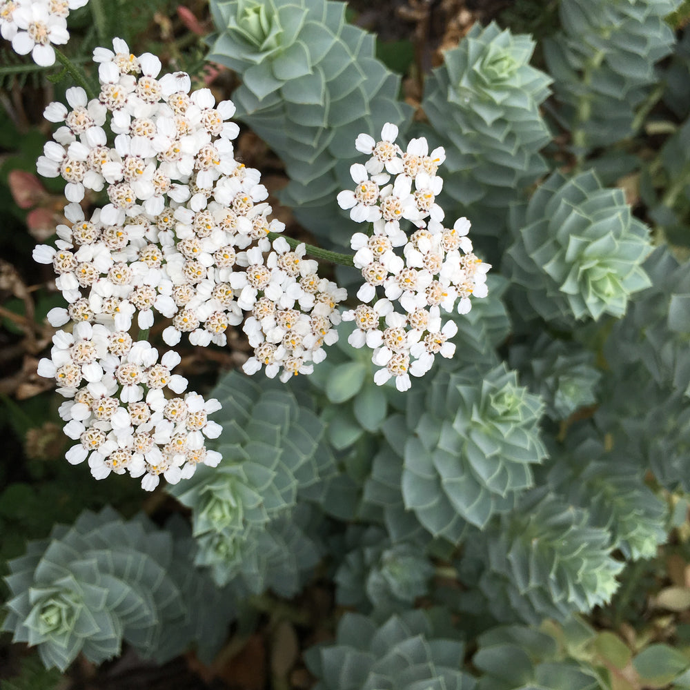 Comfrey, Yarrow and Nettle for your Houseplants and Garden