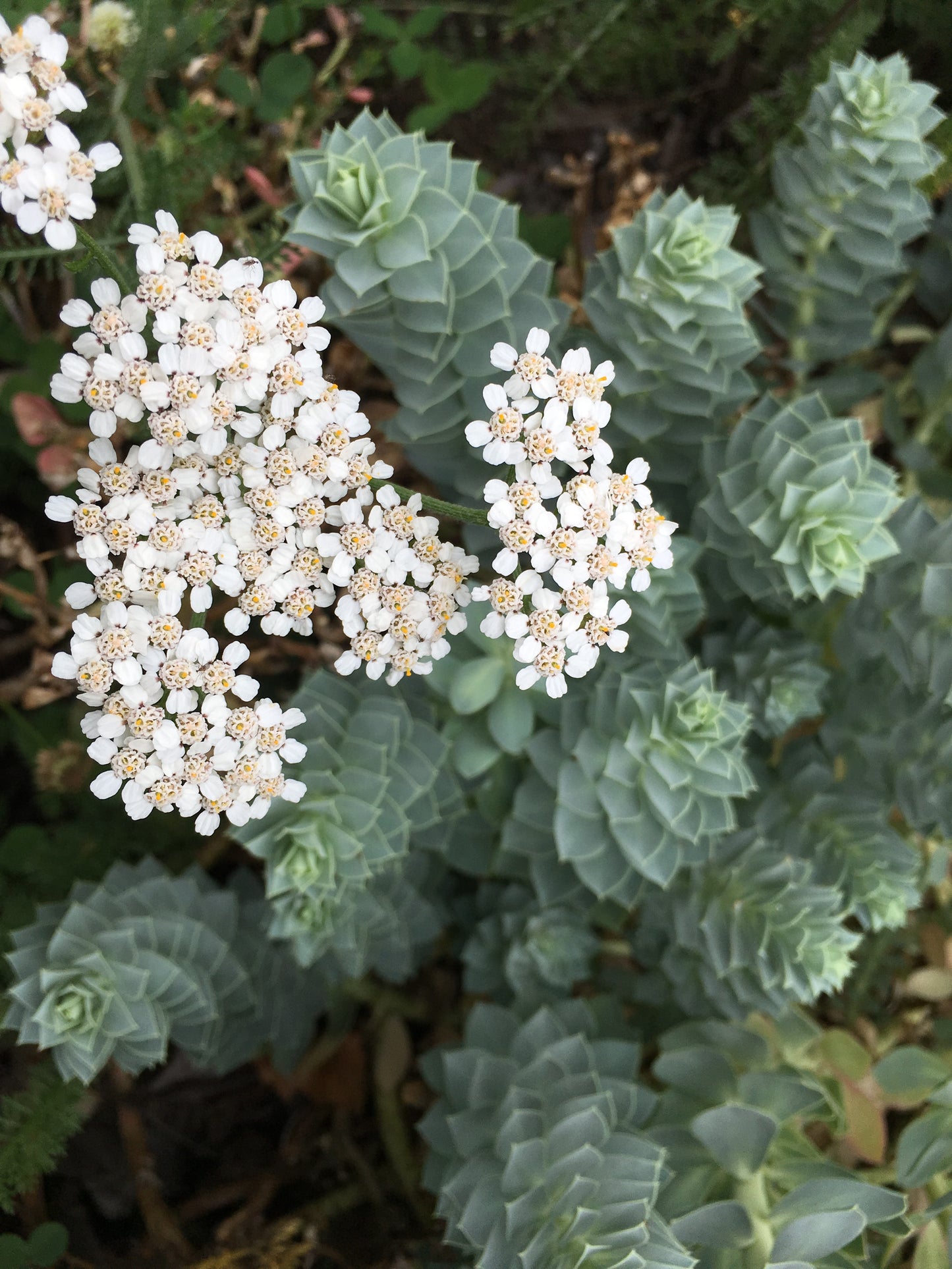 Comfrey, Yarrow and Nettle for your Houseplants and Garden