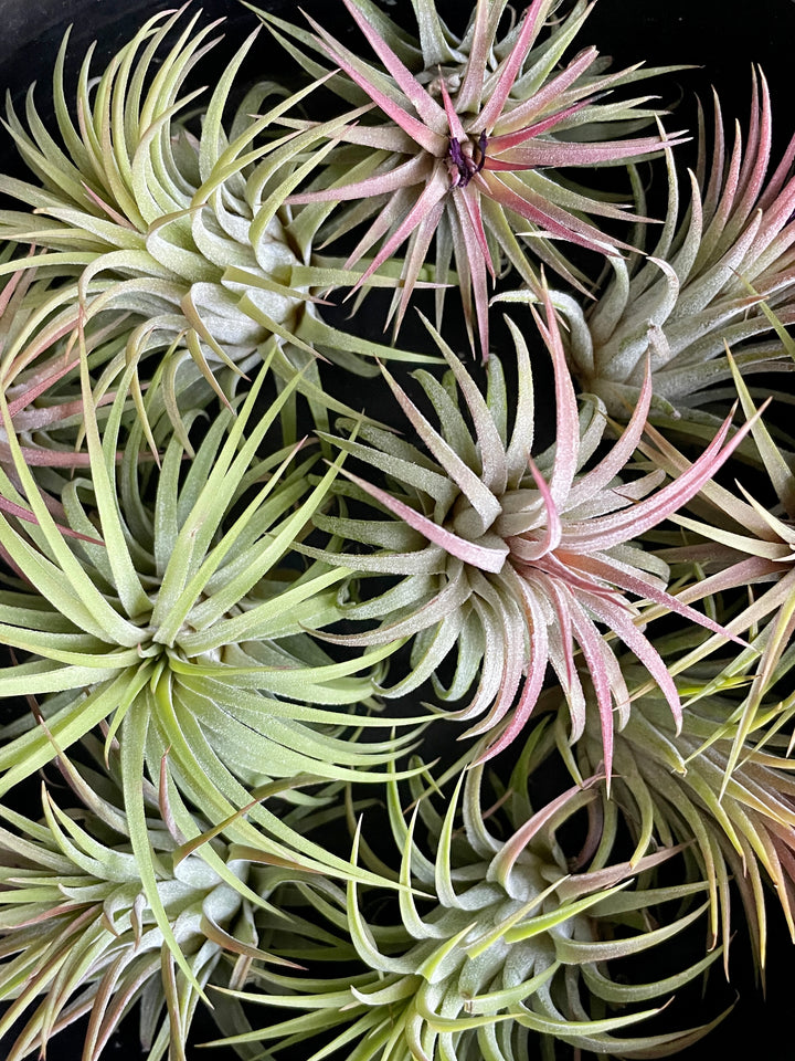 Keep your Air Plant Happy, Tillandsia Care Tips