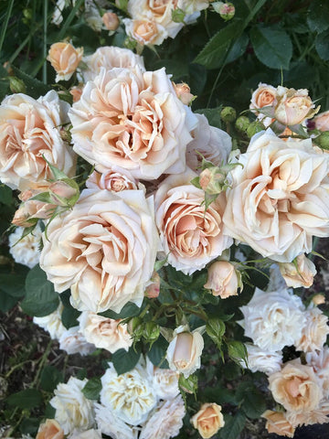 Celebrating Love: Nature's Aphrodisiacs