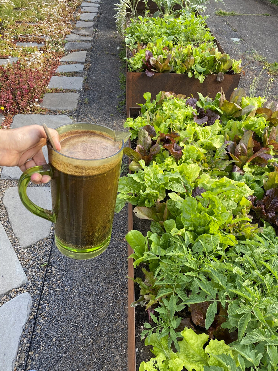 Zero waste compost tea for houseplants and garden
