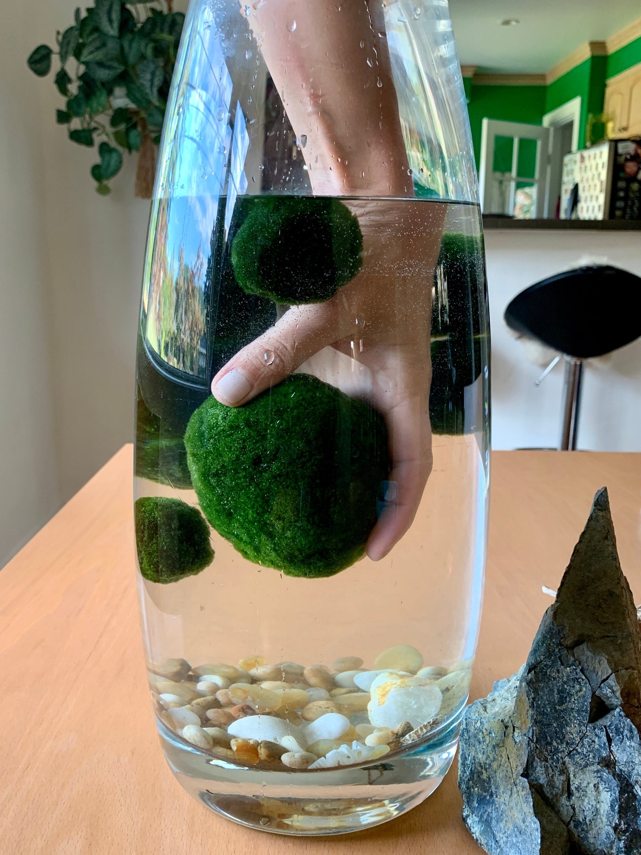 Desk Marimo Marimo – Sacred Elements