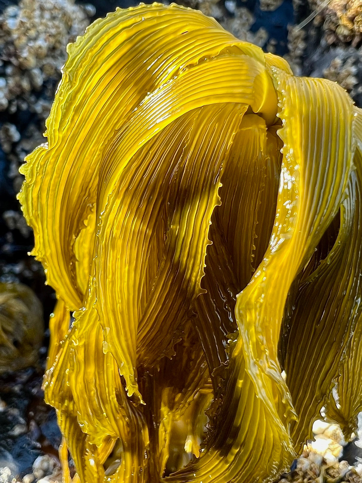 Kelp for houseplants and gardens