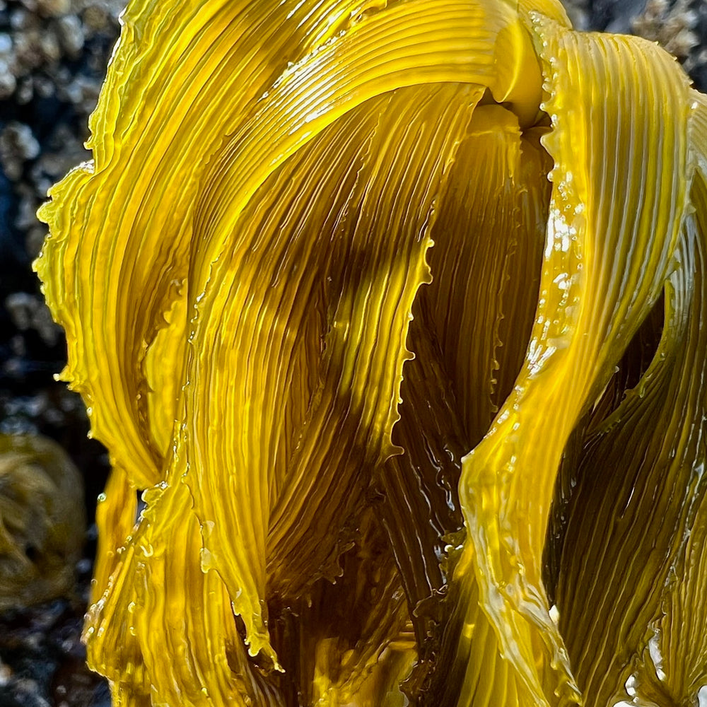 Kelp for your garden and houseplants