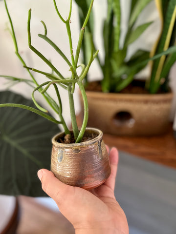 which pot goes best with your plant