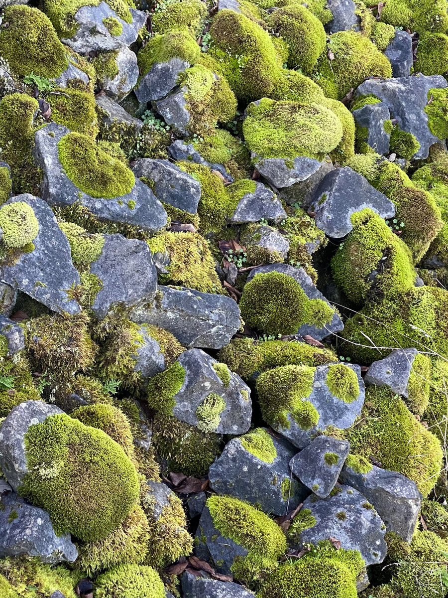 How to use moss in houseplants Sacred Elements