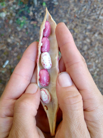 Top 5 Seed Saving Tips