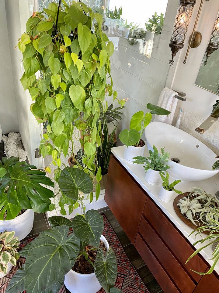 5 Ways to keep houseplants happy in the winter