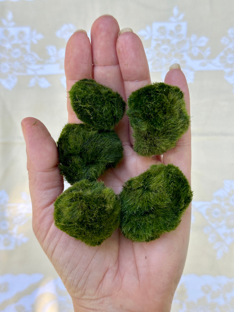 
                  
                    Marimo Moss Ball (Aegagropila linnaeii)
                  
                