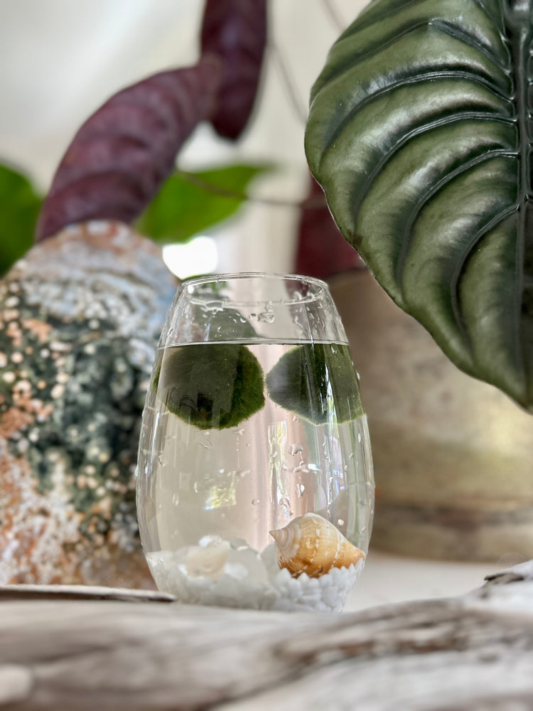 
                  
                    Marimo Water Garden
                  
                