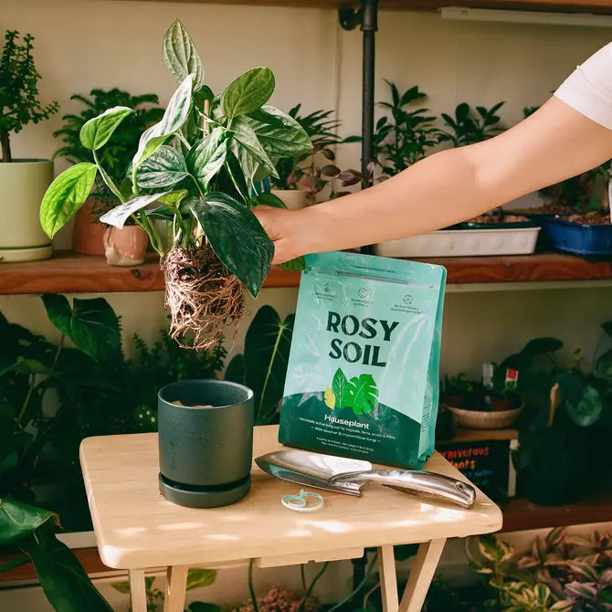 
                  
                    Indoor Potting Mix | 4 Quart
                  
                
