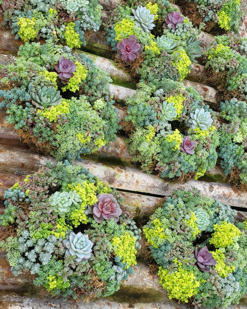 Handcrafted Succulent Wreath 12