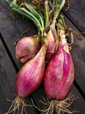 Sweet Onion Seeds - 'Rossa Lunga di Tropea' Italian Heirloom