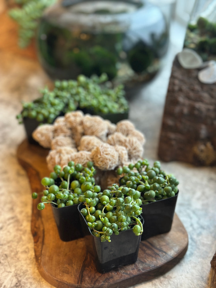 succulent strings String of Pearls Succulent