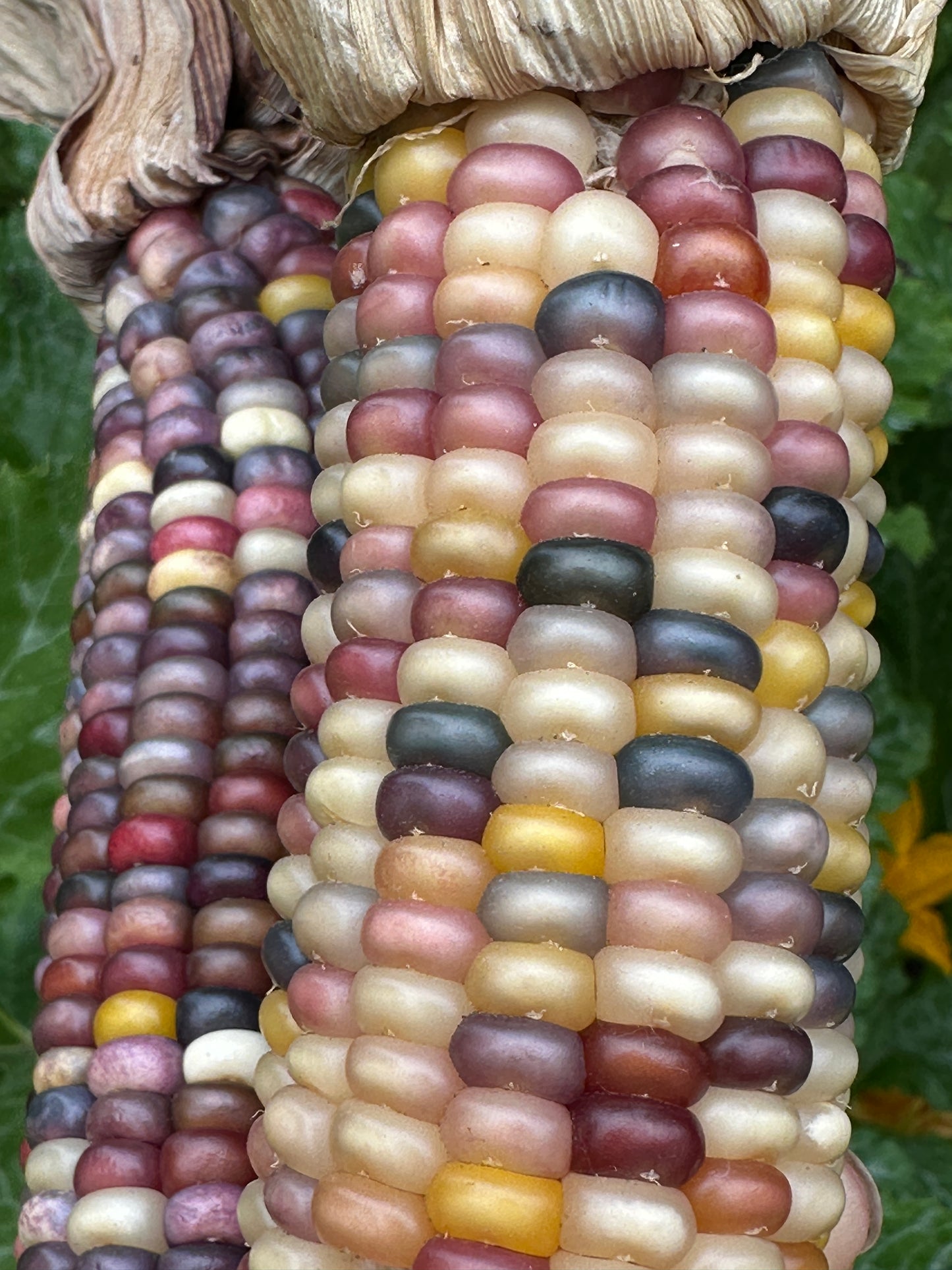 
                  
                    Glass Gem Corn
                  
                